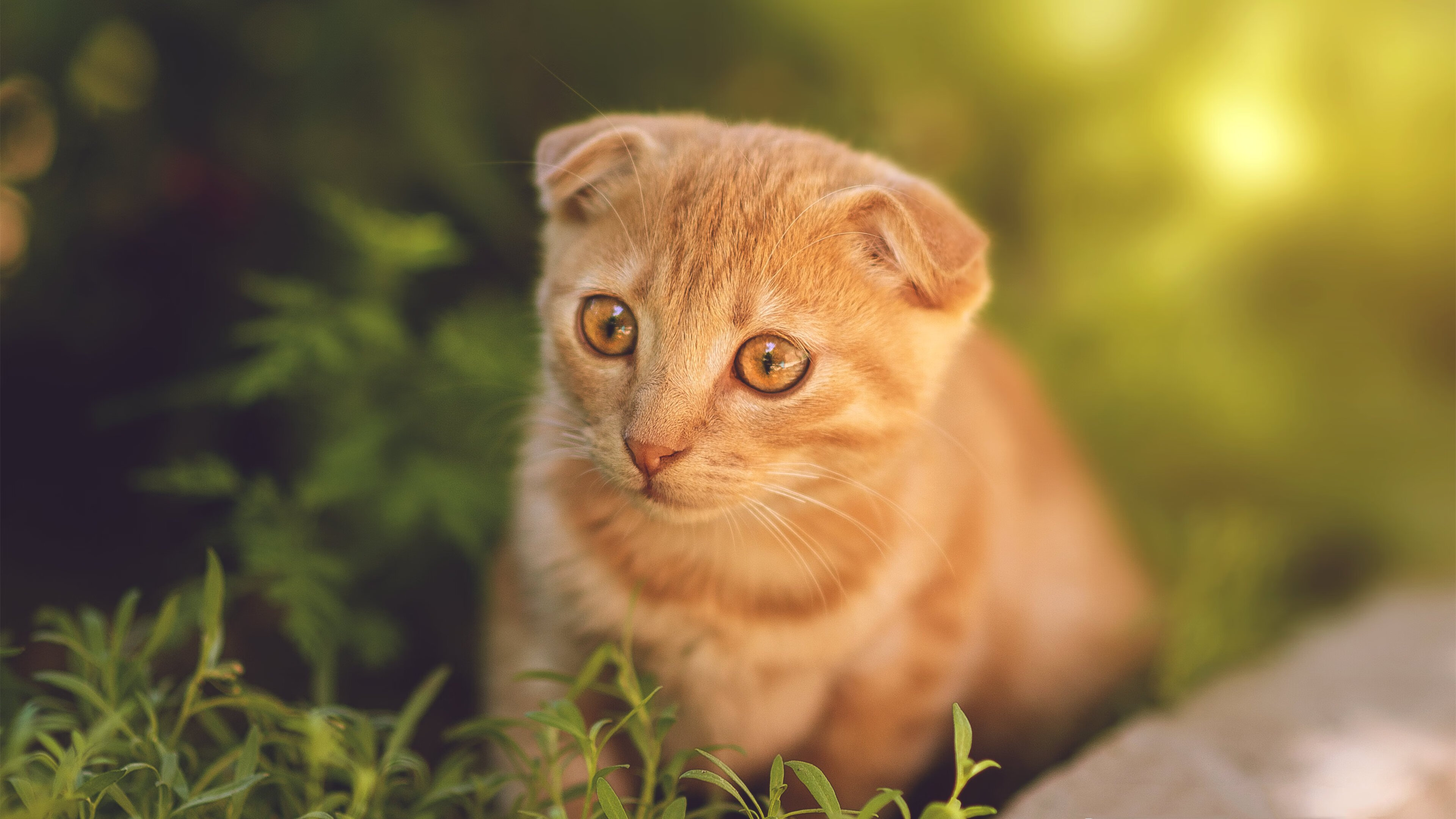 开云入口-全国青少年“篮球之星”评选在全国范围内火热开启，全国青少年蓝球比赛